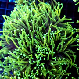 CC542 - Euphyllia glabrescens