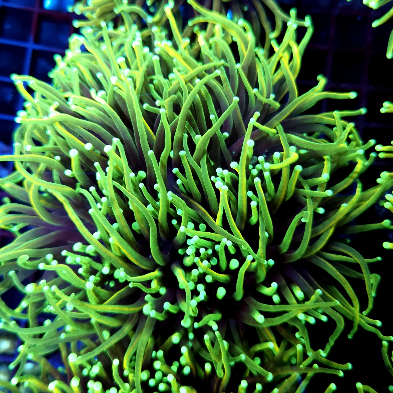 CC542 - Euphyllia glabrescens