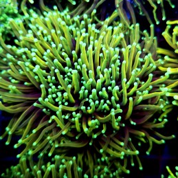 CC544 - Euphyllia glabrescens