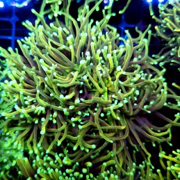 CC545 - Euphyllia glabrescens