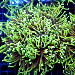CC546 - Euphyllia glabrescens