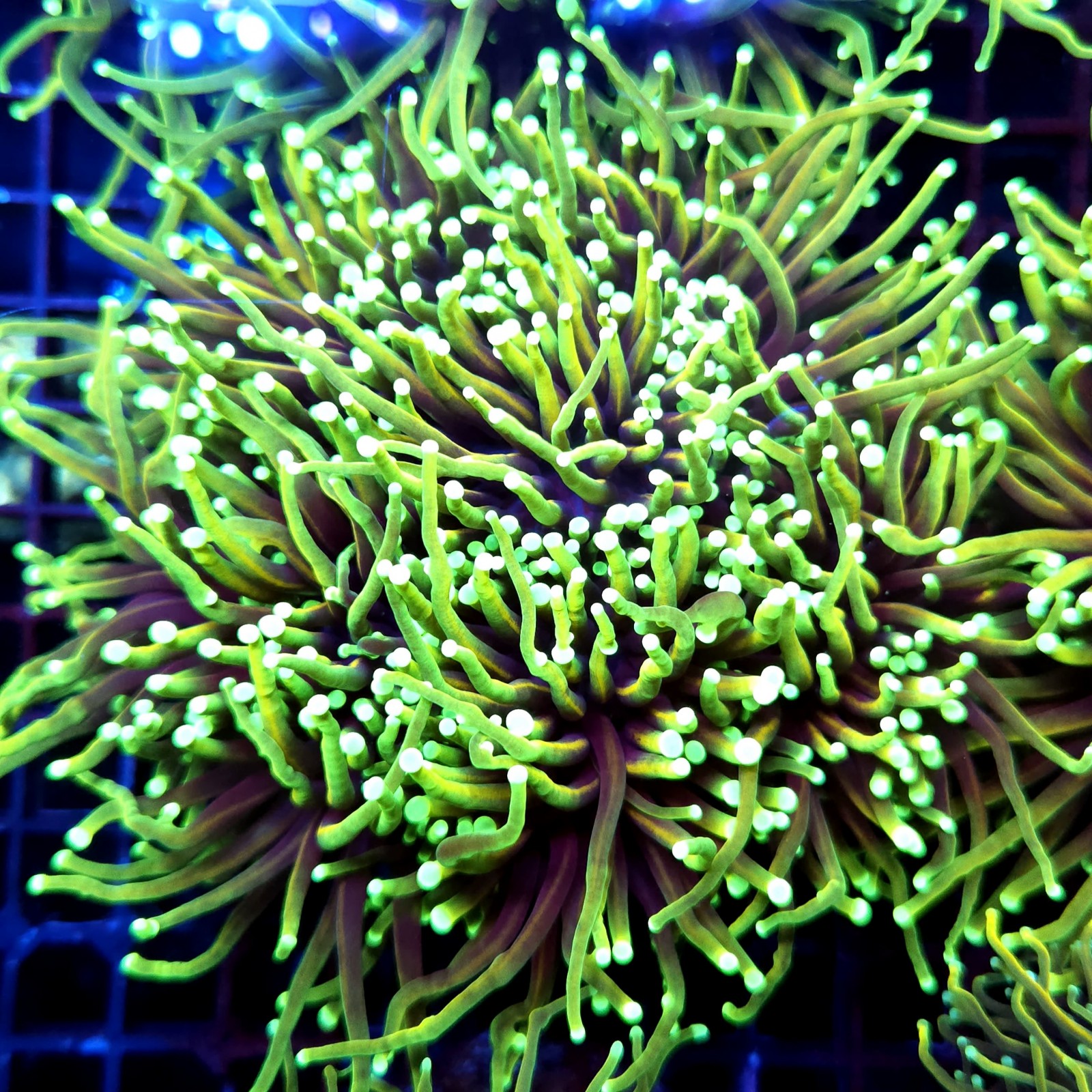CC546 - Euphyllia glabrescens