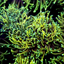 CC547 - Euphyllia glabrescens