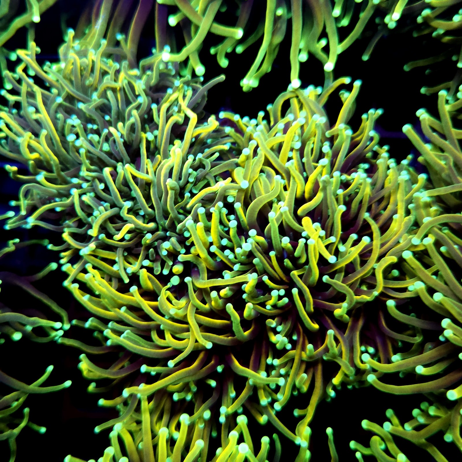 CC547 - Euphyllia glabrescens