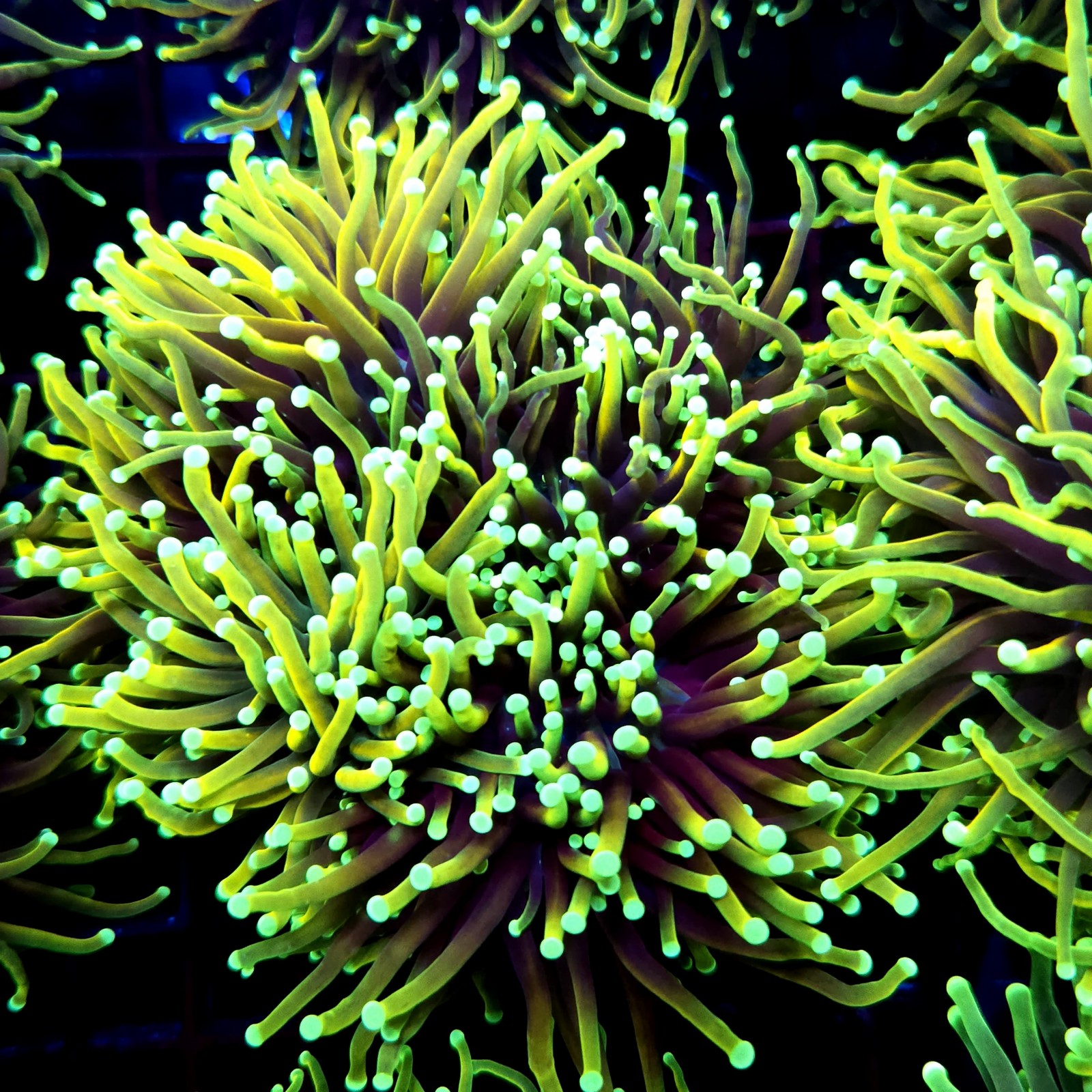 CC548 - Euphyllia glabrescens