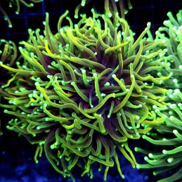 CC549 - Euphyllia glabrescens