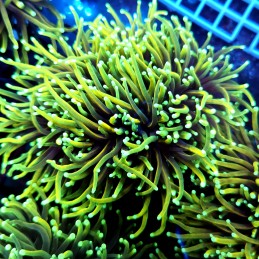 CC550 - Euphyllia glabrescens