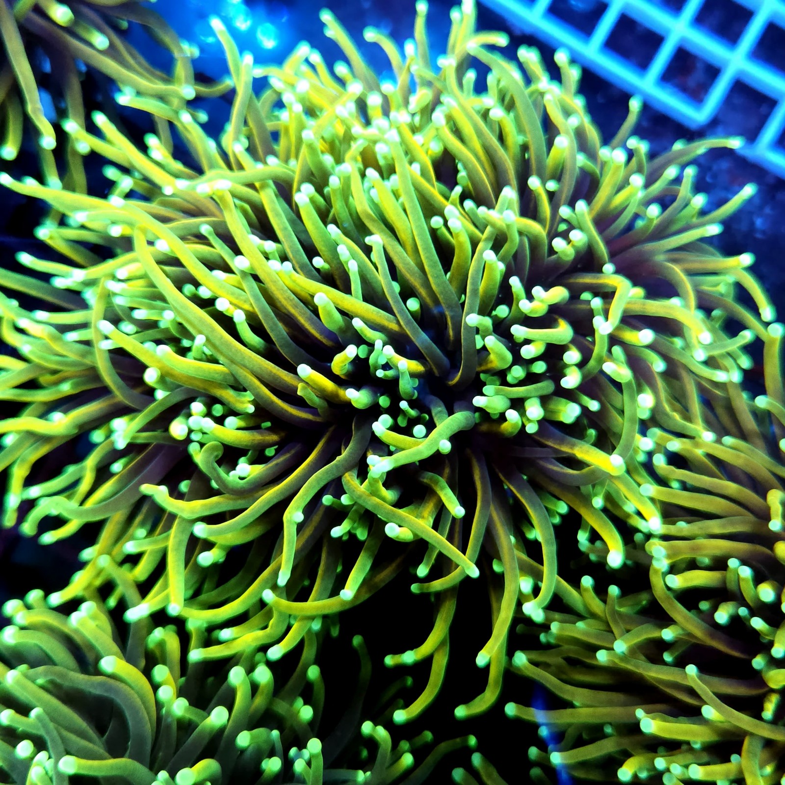 CC550 - Euphyllia glabrescens