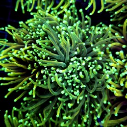 CC551 - Euphyllia glabrescens