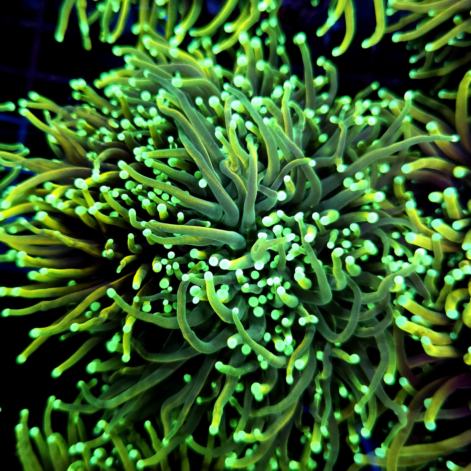 CC551 - Euphyllia glabrescens