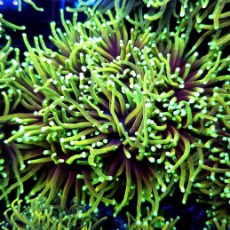 CC552 - Euphyllia glabrescens