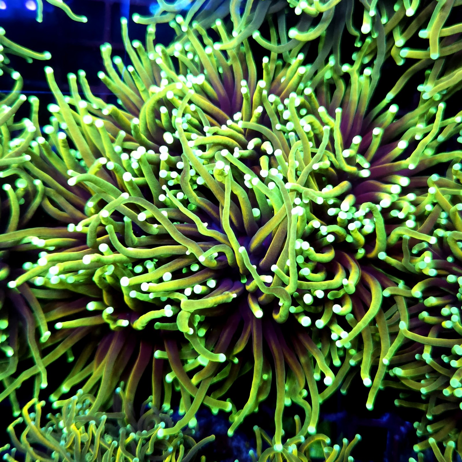 CC552 - Euphyllia glabrescens