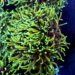 CC554 - Euphyllia glabrescens