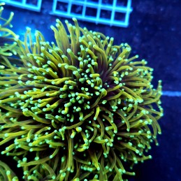 CC555 - Euphyllia glabrescens