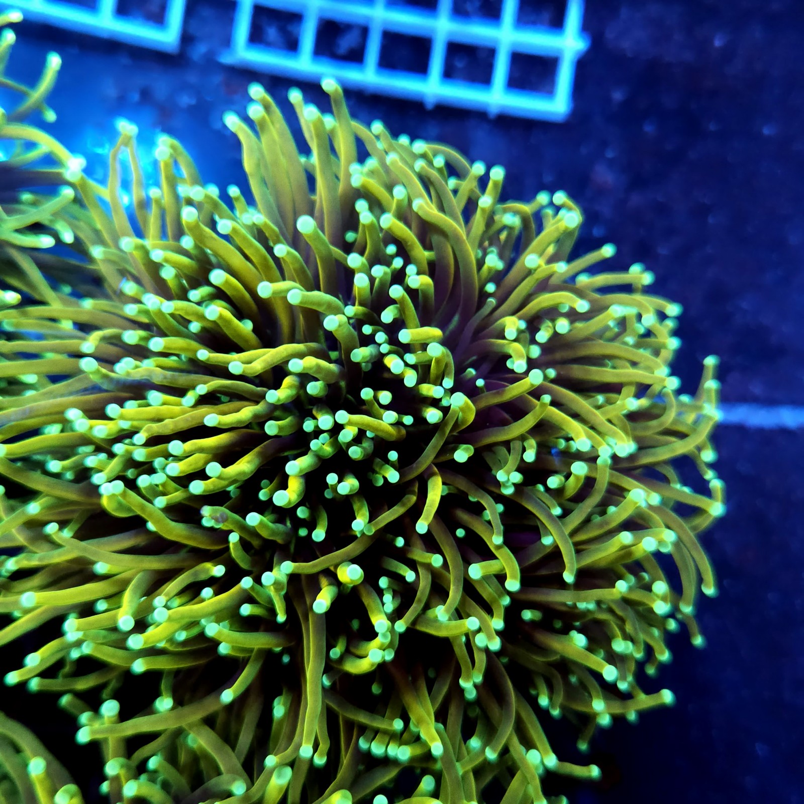 CC555 - Euphyllia glabrescens