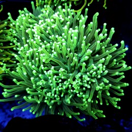 CC556 - Euphyllia glabrescens