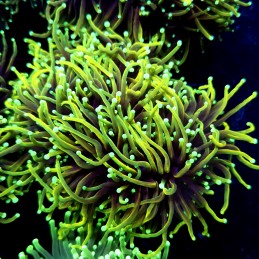 CC557 - Euphyllia glabrescens