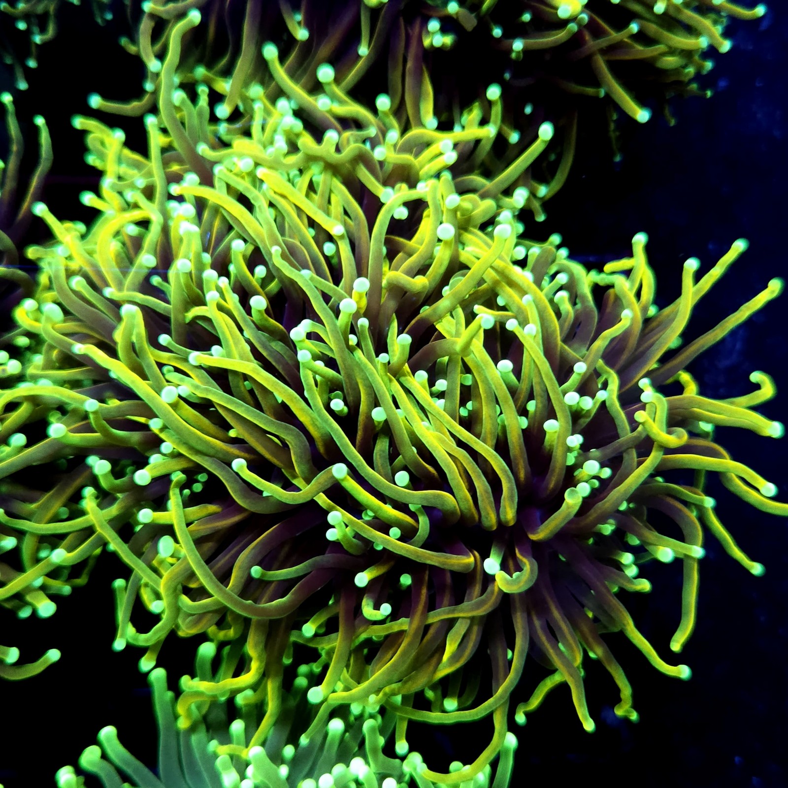 CC557 - Euphyllia glabrescens