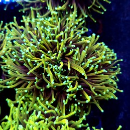 CC558 - Euphyllia glabrescens
