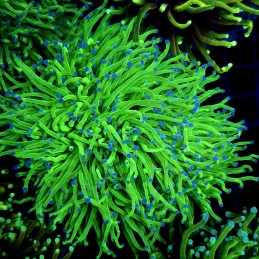 CC559 - Euphyllia glabrescens
