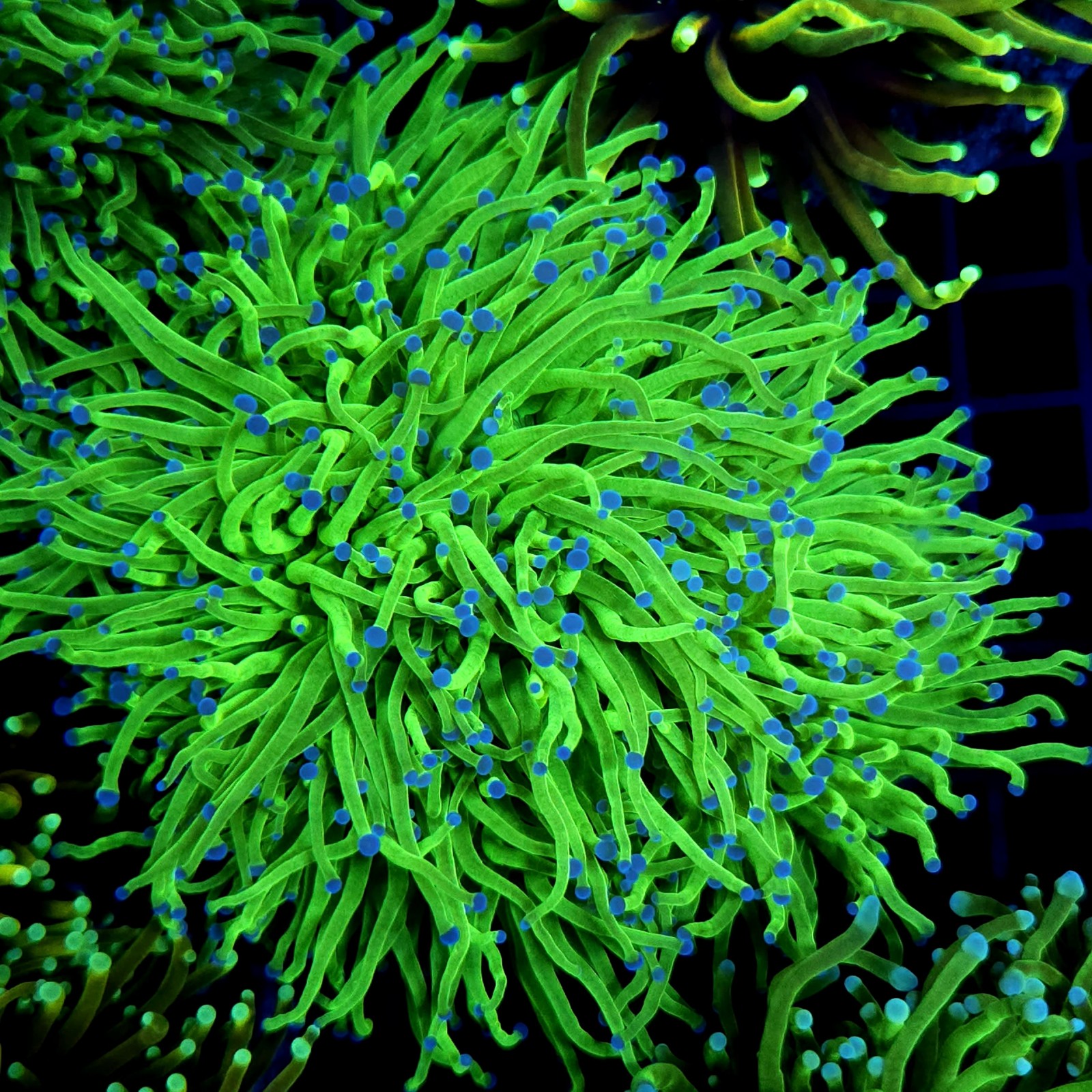 CC559 - Euphyllia glabrescens