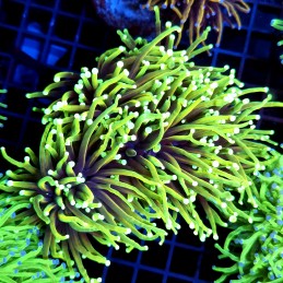 CC560 - Euphyllia glabrescens