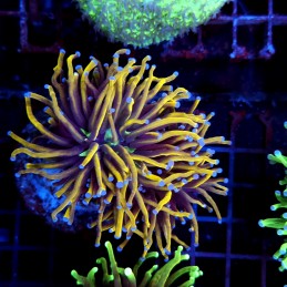CC561 - Euphyllia glabrescens