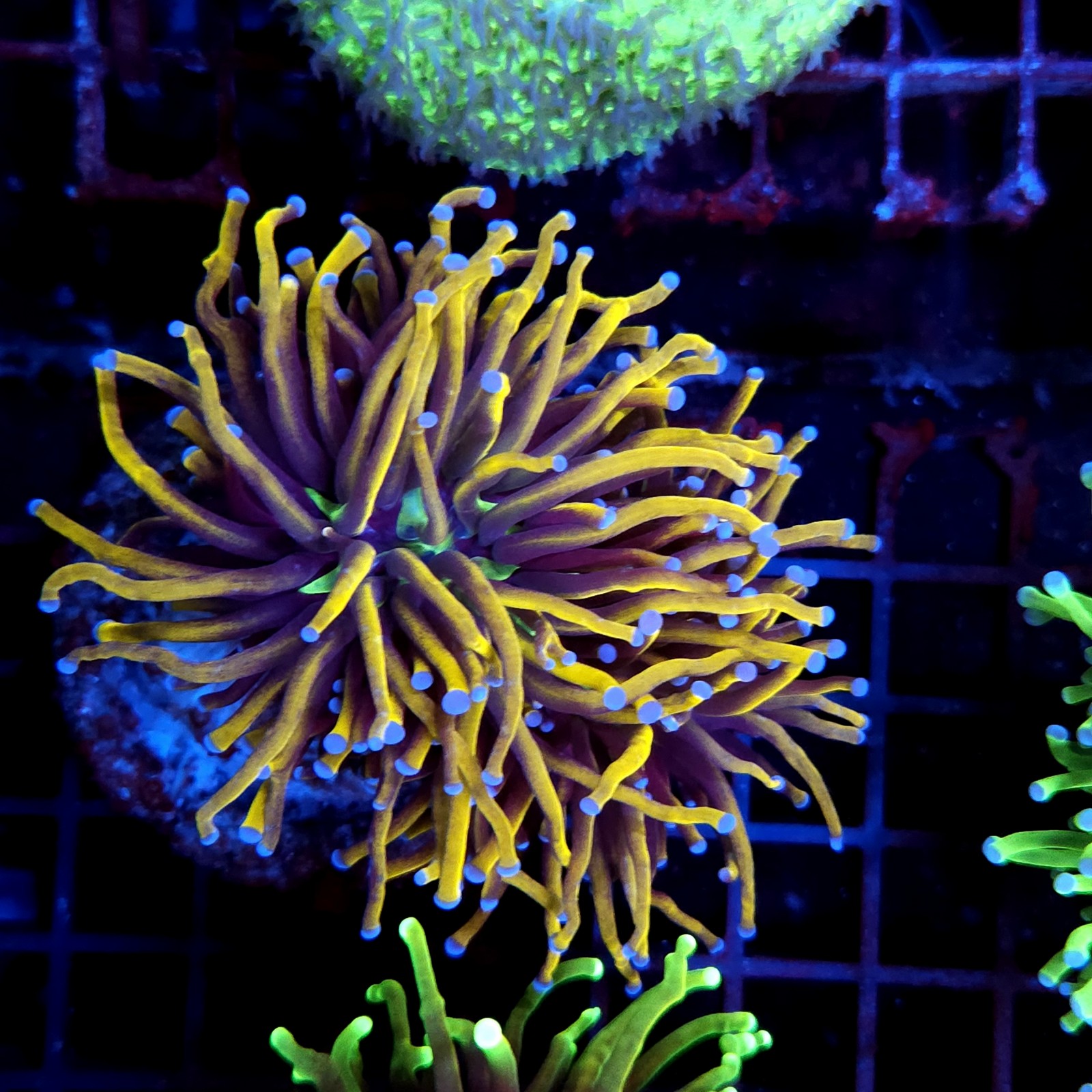 CC561 - Euphyllia glabrescens