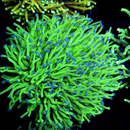 CC562 - Euphyllia glabrescens