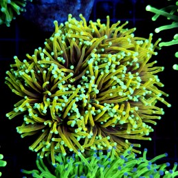 CC563 - Euphyllia glabrescens