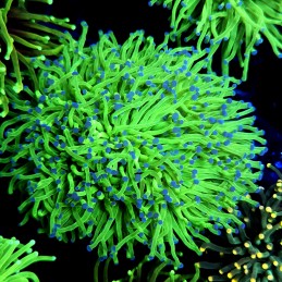 CC565 - Euphyllia glabrescens