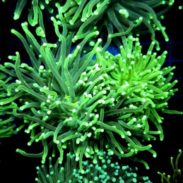 CC568 - Euphyllia glabrescens