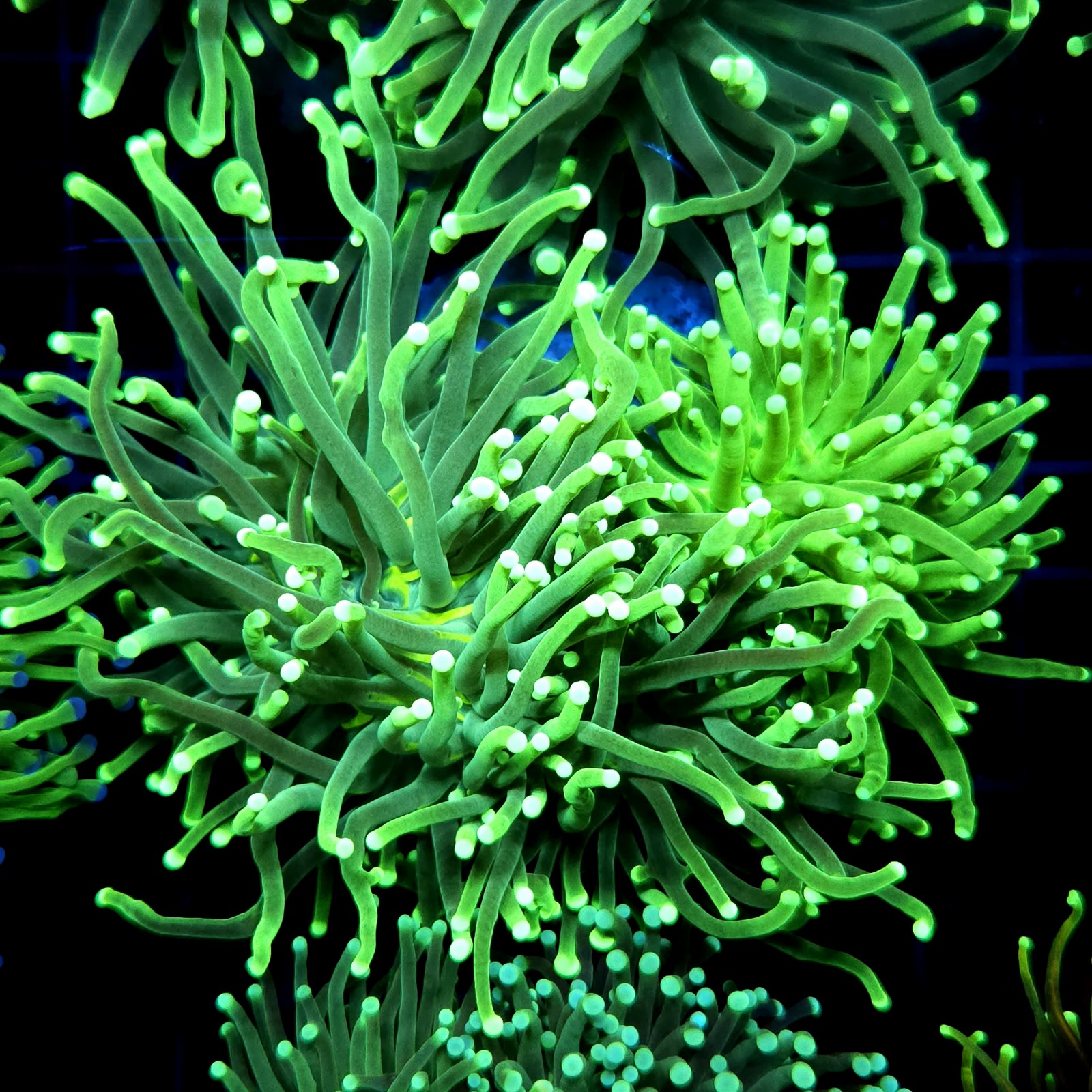 CC568 - Euphyllia glabrescens