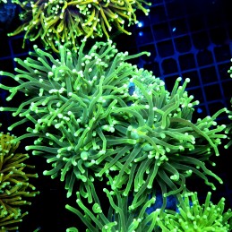 CC569 - Euphyllia glabrescens