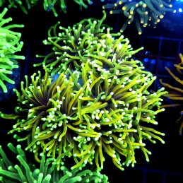 cCC570 - Euphyllia glabrescens