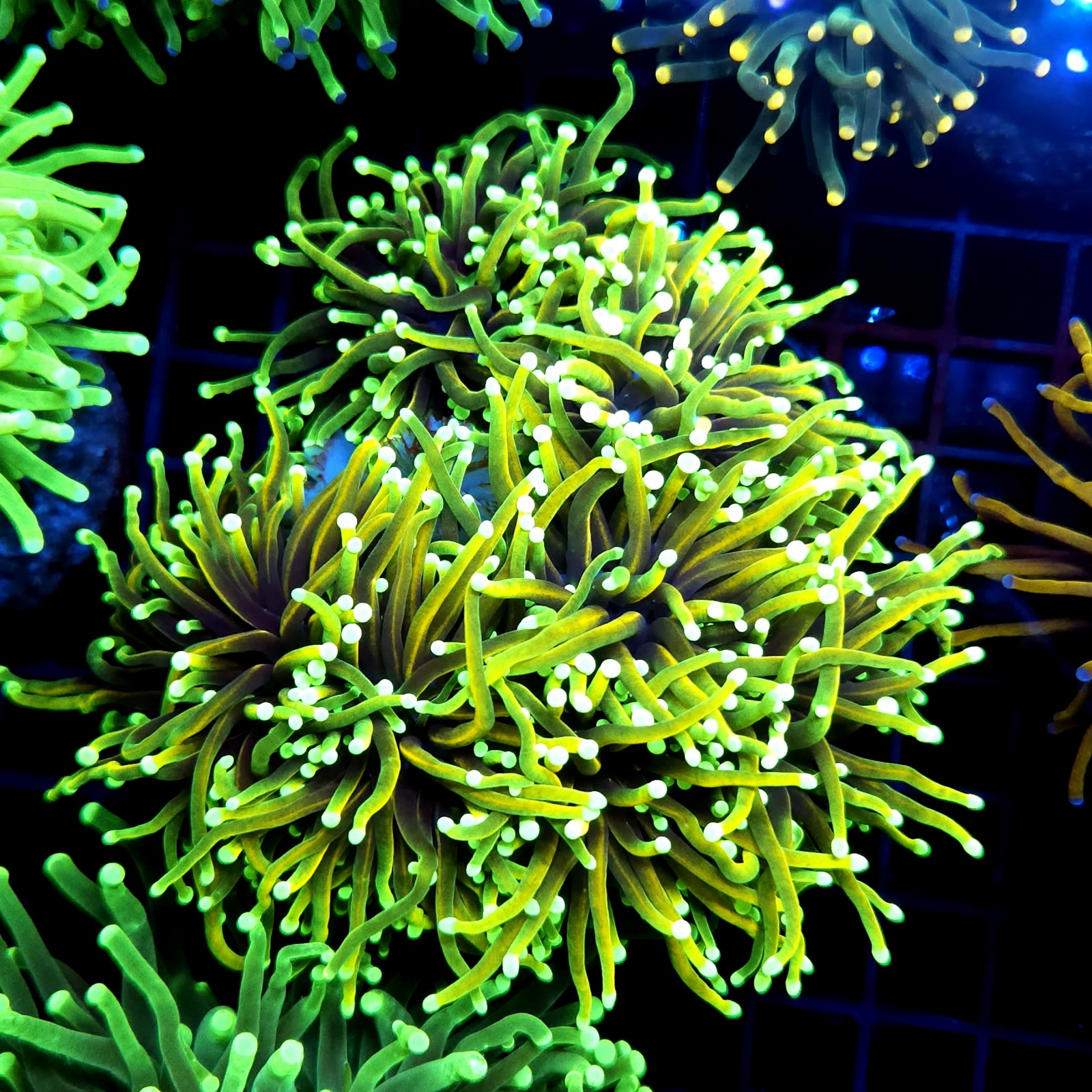 cCC570 - Euphyllia glabrescens