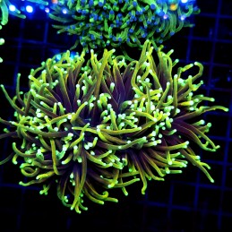 CC572 - Euphyllia glabrescens