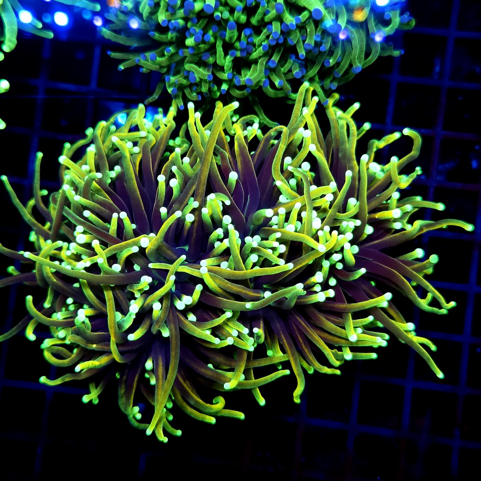 CC572 - Euphyllia glabrescens