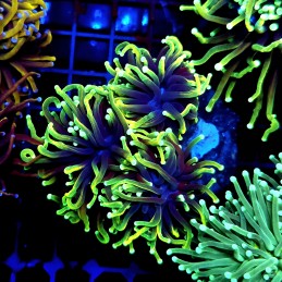 CC575 - Euphyllia glabrescens