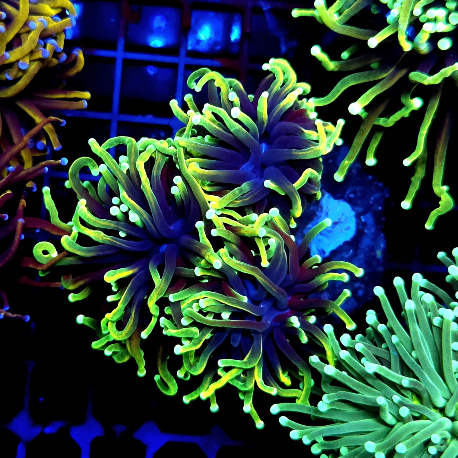 CC575 - Euphyllia glabrescens