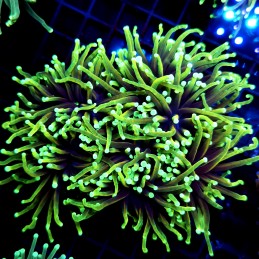CC577 - Euphyllia glabrescens