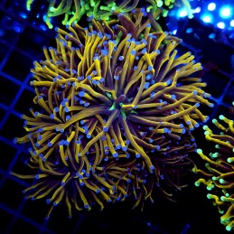CC580 - Euphyllia glabrescens