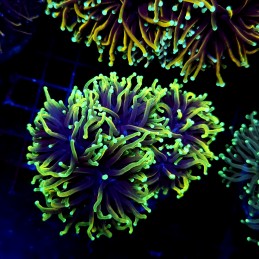 CC585 - Euphyllia glabrescens