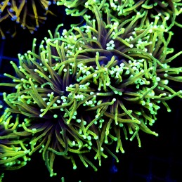 CC589 - Euphyllia glabrescens