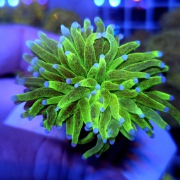 CC945 - Euphyllia glabrescens