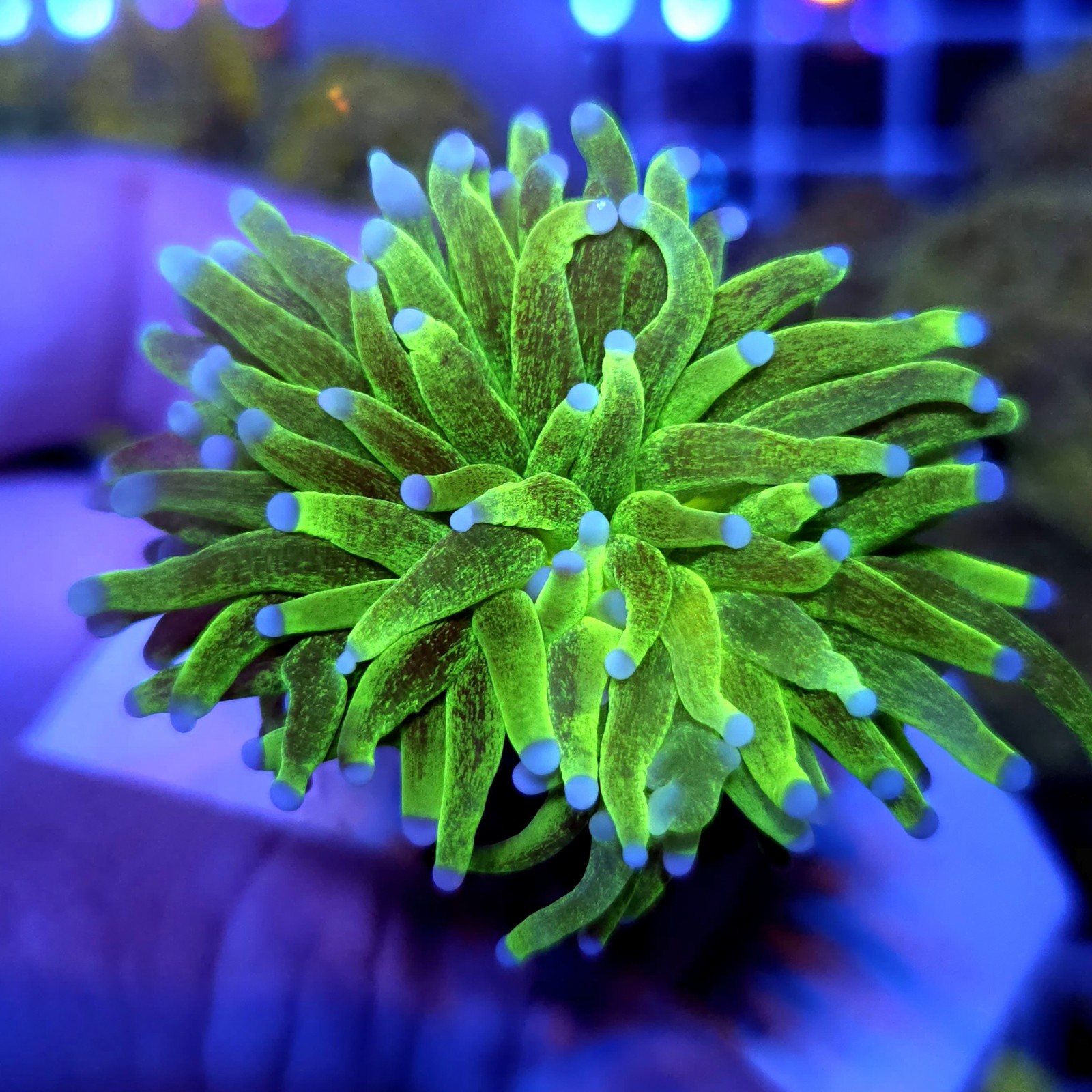 CC945 - Euphyllia glabrescens