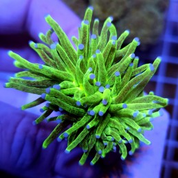 CC946 - Euphyllia glabrescens