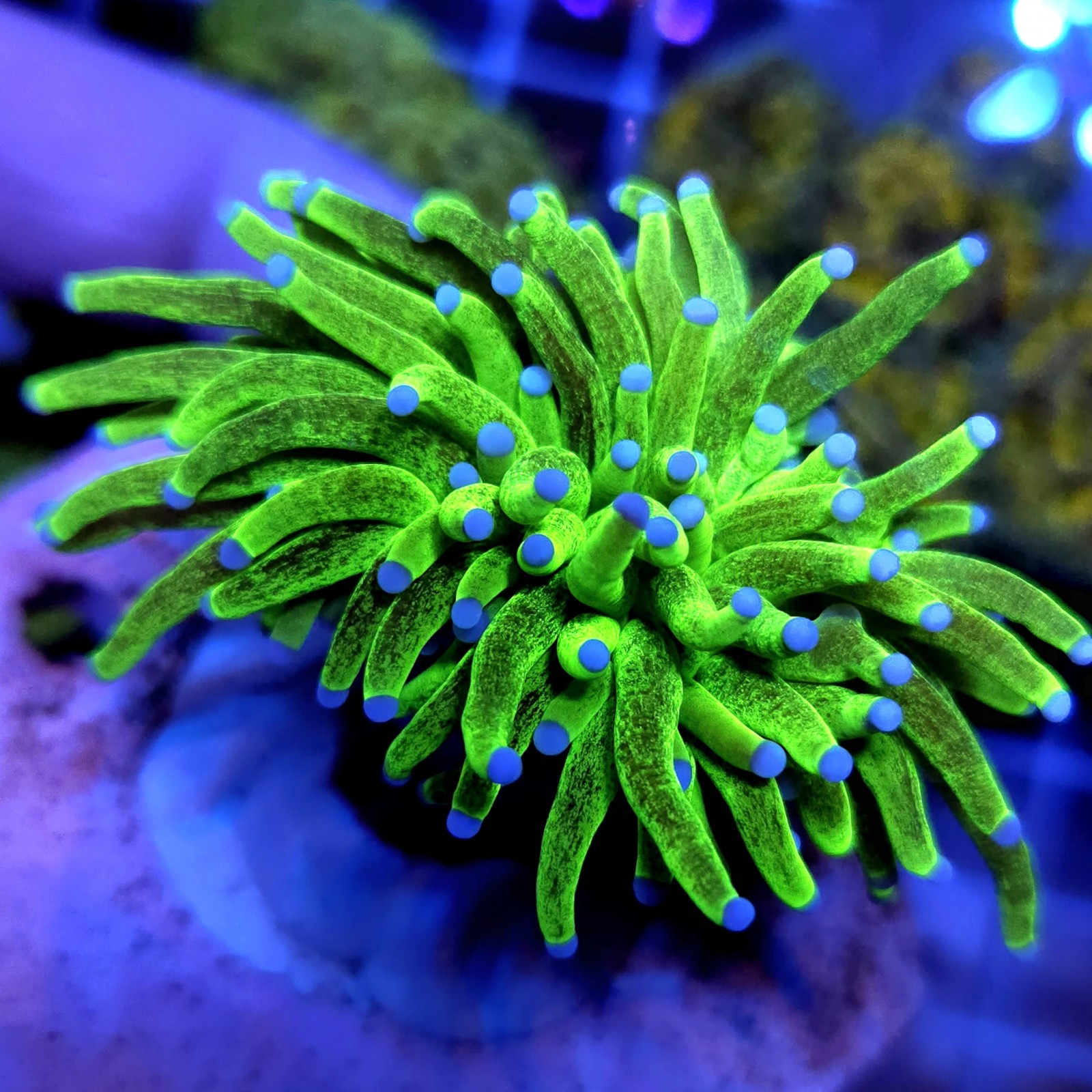 CC948 - Euphyllia glabrescens