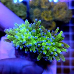 CC949 - Euphyllia glabrescens