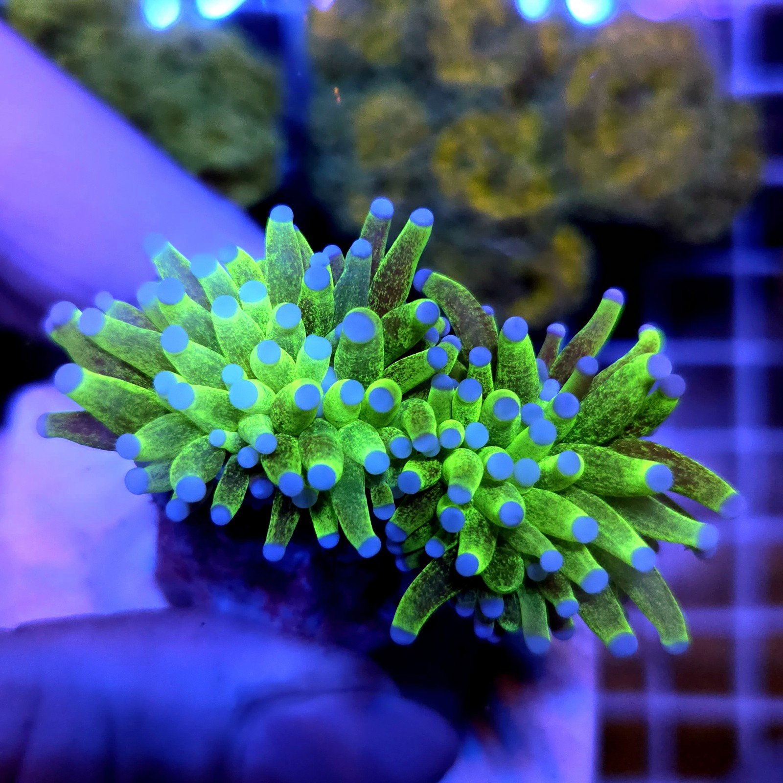 CC949 - Euphyllia glabrescens